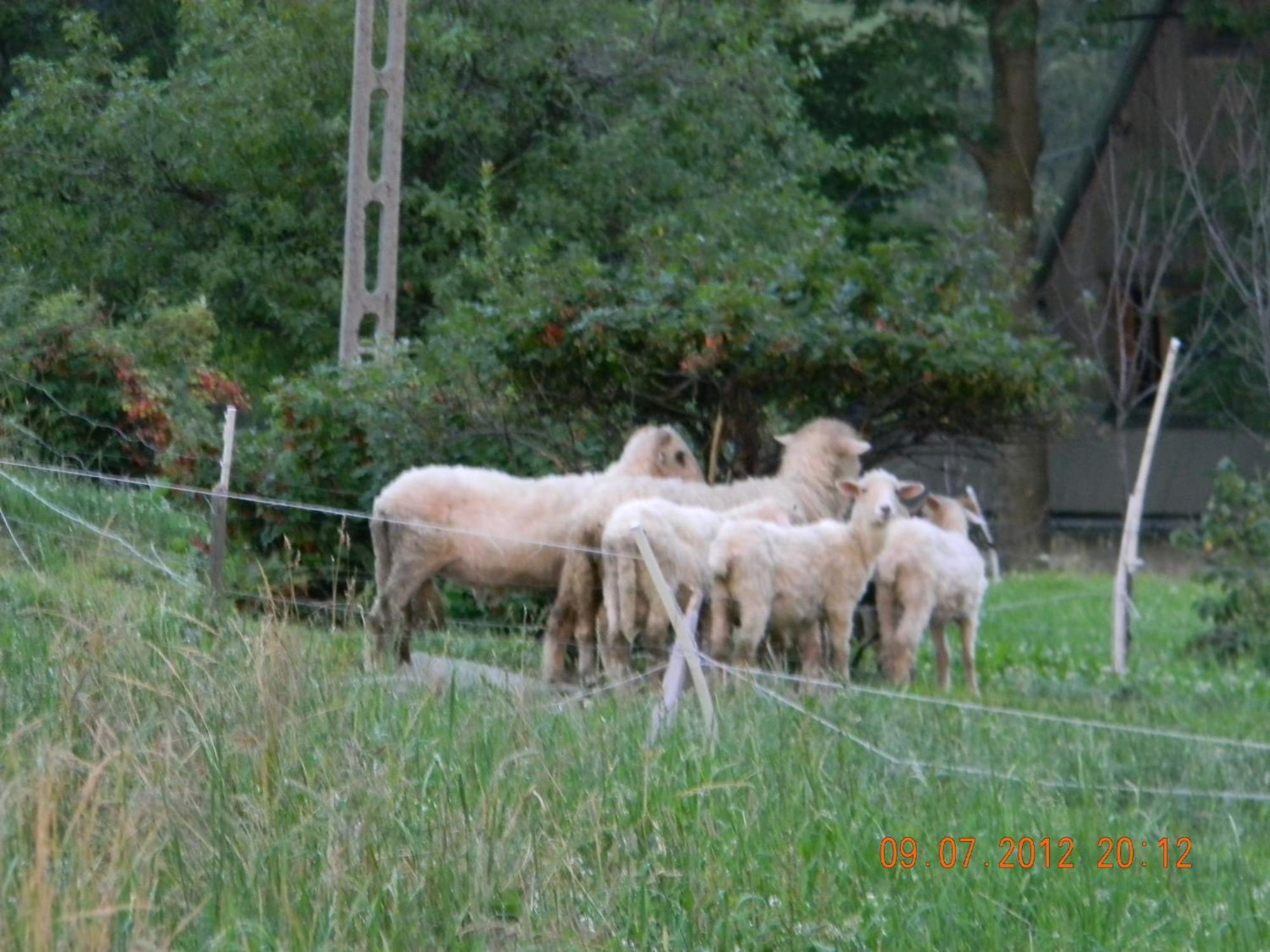 Goscinne Kaminscy Homestay